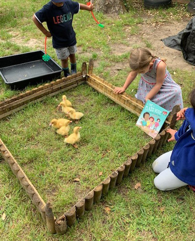 Children looking at ducklings